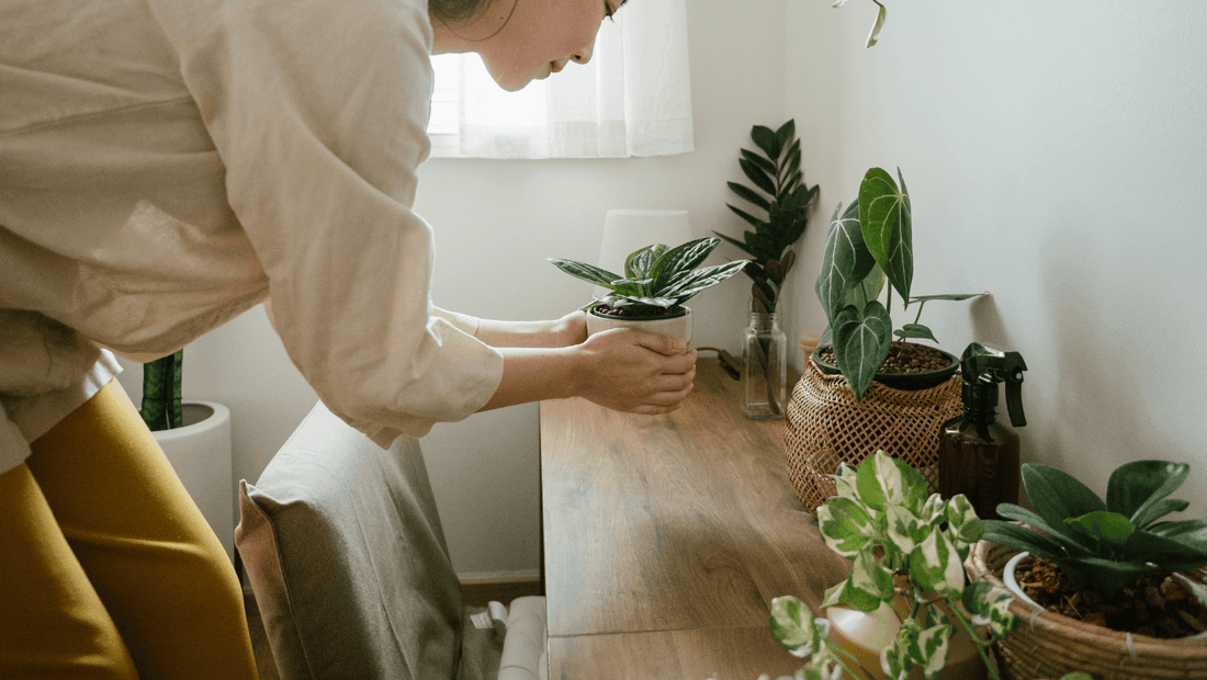 10 Plants That Will Add To Your Bedroom Environment - Vearthy