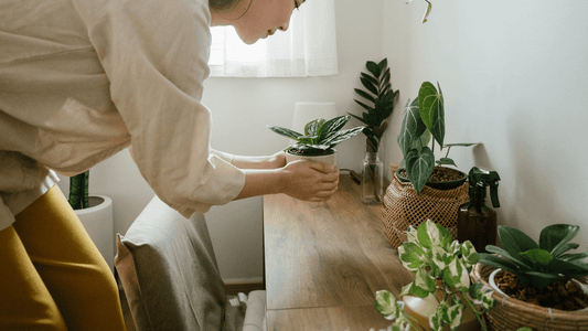 10 Plants That Will Add To Your Bedroom Environment - Vearthy