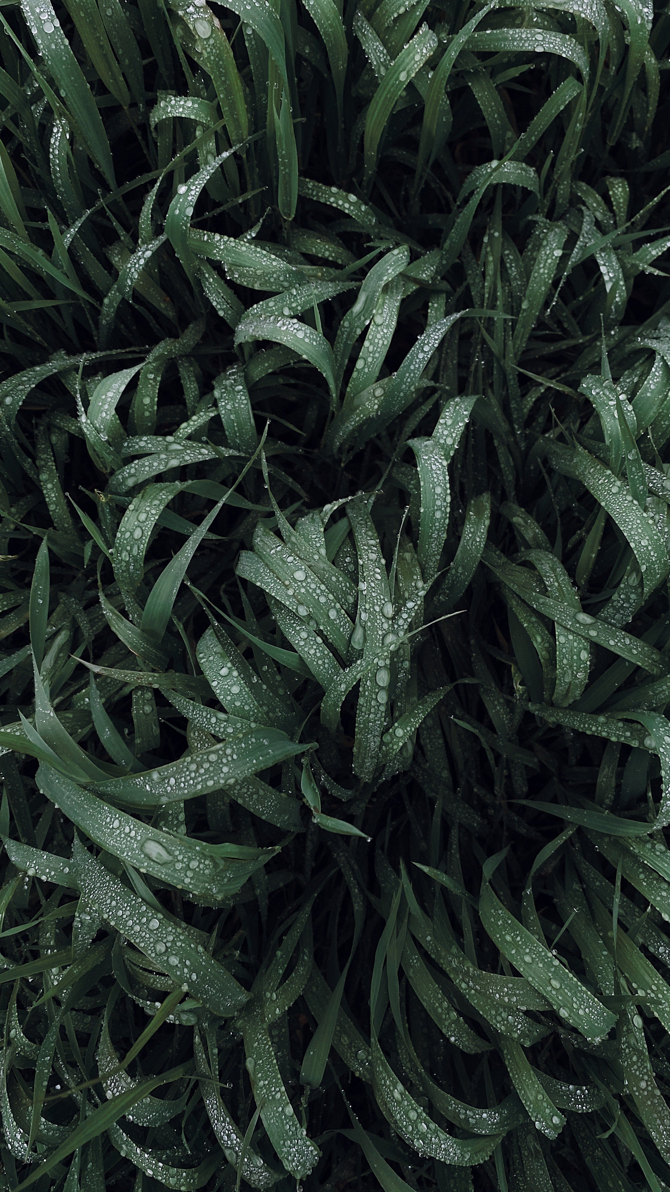 dew drop leaves wallpaper