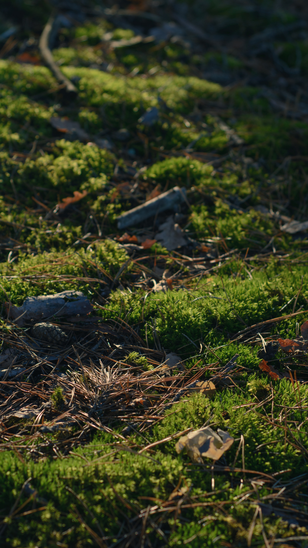 Mossy grass wallpaper