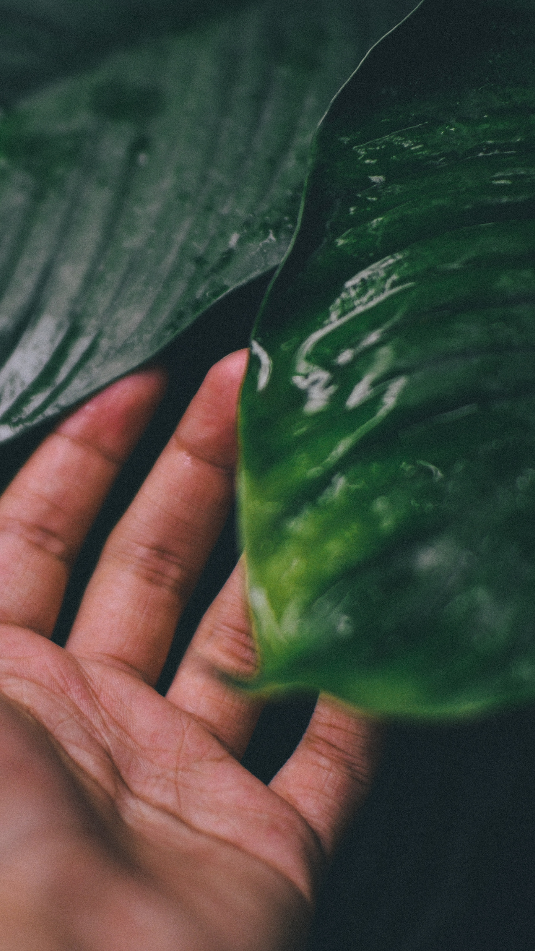 tropical leaf wallpaper