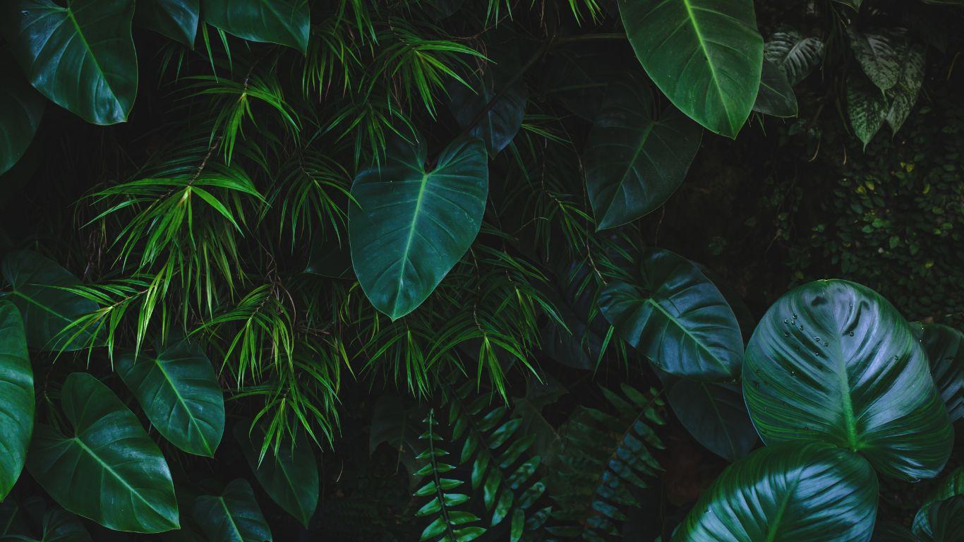 thick bamboo jungle