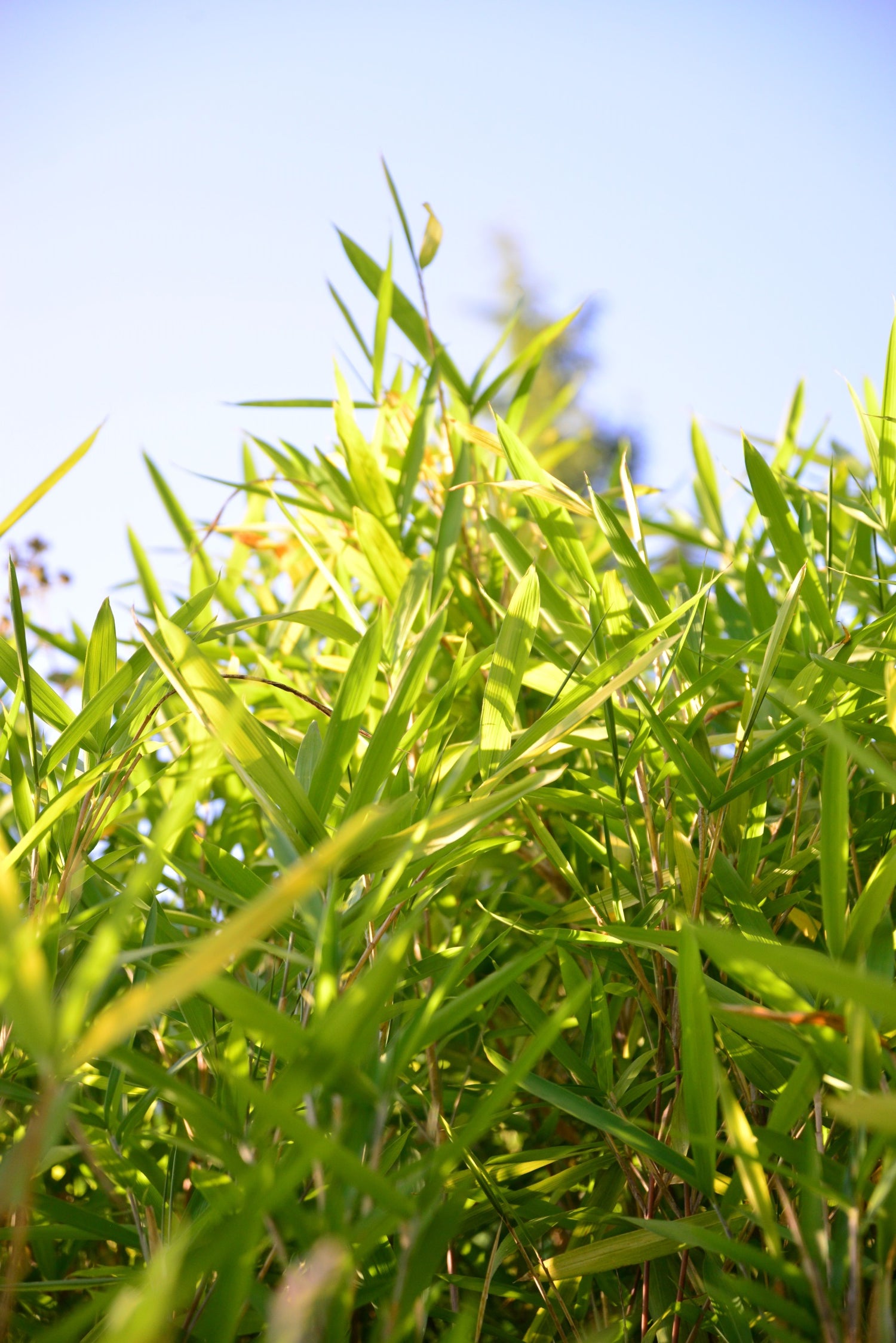 wild small bamboo growing that is green and yellow
