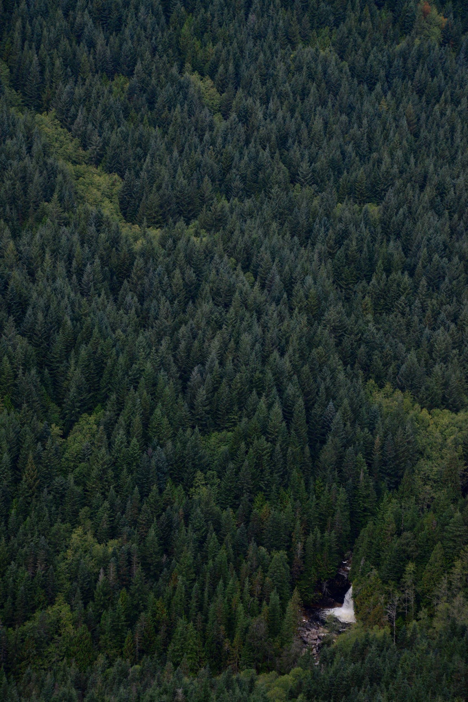 Lush evergreen forest with a waterfall in the corner subtly showing