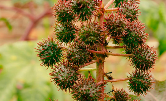 Castor oil plant sits as a bee climbs it