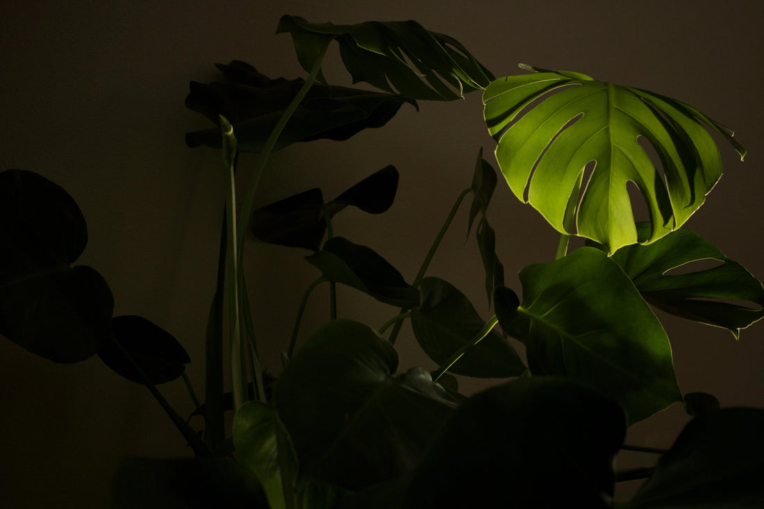 The Best Low Light Indoor Plants