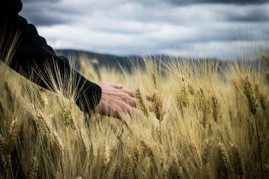 Regenerative agriculture: restoring soil and fighting climate change