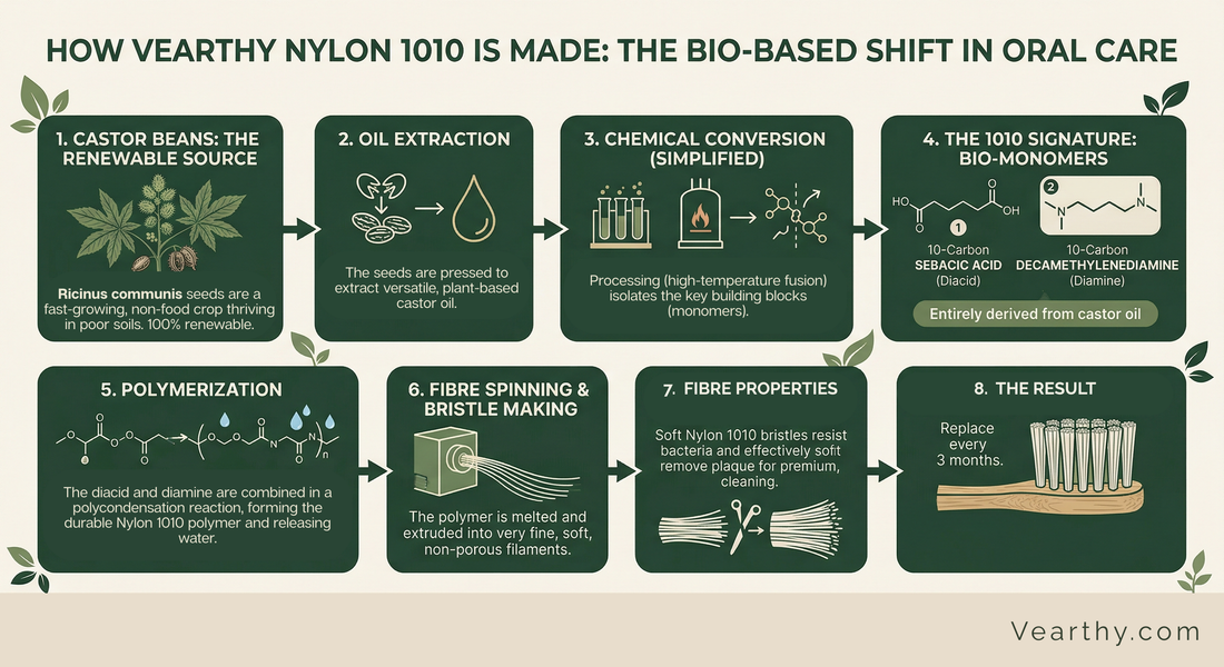 An infographic explain how castor seed oil bristles are made from Vearthy.com