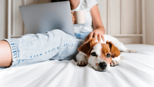 Cute dog in white bed with owner who is working on laptop